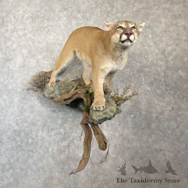 Mountain Lion Life-Size Mount For Sale #27136 @ The Taxidermy Store