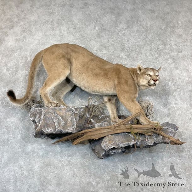 Mountain Lion Life-Size Mount For Sale #27217 @ The Taxidermy Store