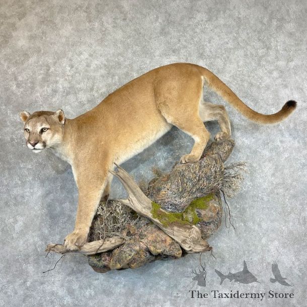 Mountain Lion Life-Size Mount For Sale #27383 @ The Taxidermy Store