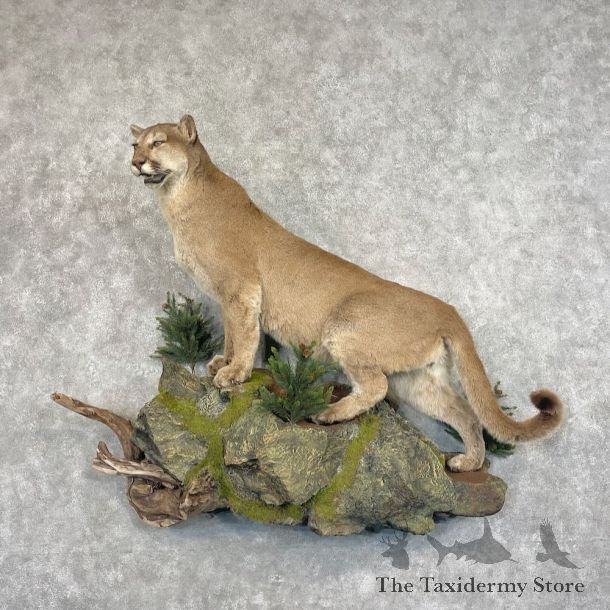 Mountain Lion Life-Size Mount For Sale #27658 @ The Taxidermy Store
