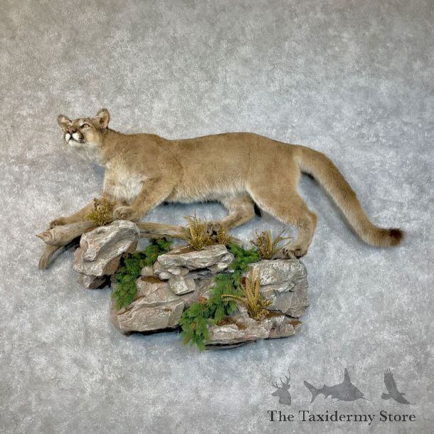 Mountain Lion Life-Size Mount For Sale #28385 @ The Taxidermy Store