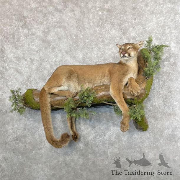 Mountain Lion Life-Size Mount For Sale #28386 @ The Taxidermy Store
