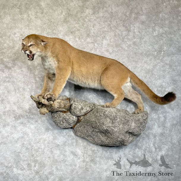 Mountain Lion Life-Size Mount For Sale #28543 @ The Taxidermy Store