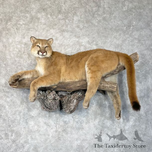 Mountain Lion Life-Size Mount For Sale #28711 @ The Taxidermy Store