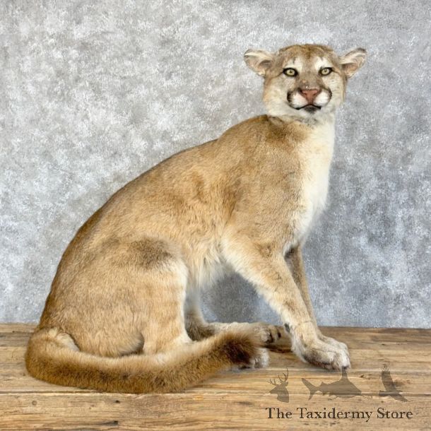 Mountain Lion Life-Size Mount For Sale #28804 @ The Taxidermy Store
