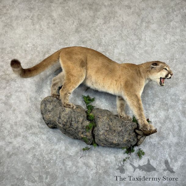 Mountain Lion Life-Size Mount For Sale #25323 @ The Taxidermy Store