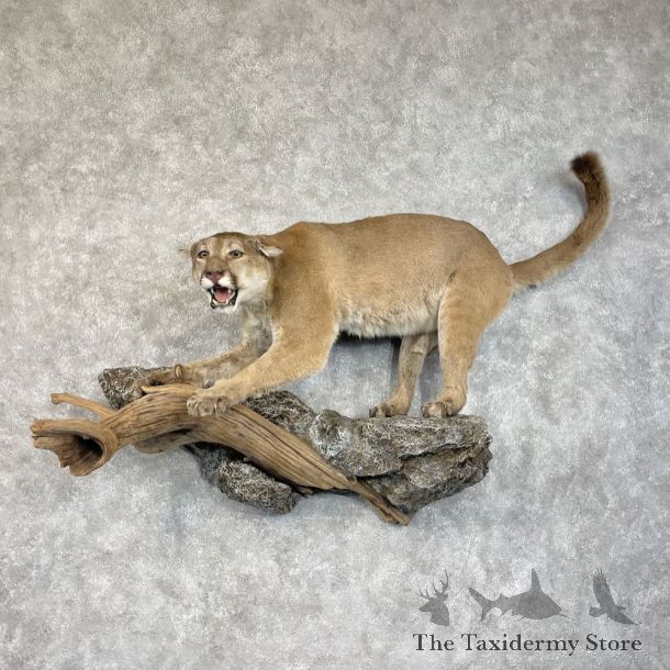 Mountain Lion Life-Size Mount For Sale #28712 @ The Taxidermy Store
