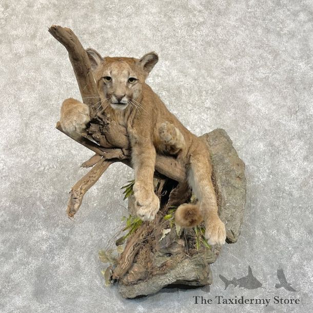 Mountain Lion Life Size Mount For Sale #27768 @ The Taxidermy Store