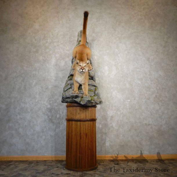 Mountain Lion Pedestal Mount For Sale #21217 @ The Taxidermy Store