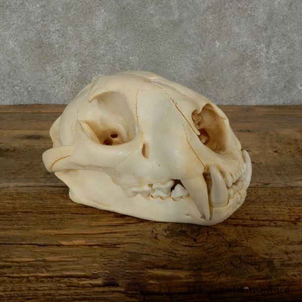 Mountain Lion Cougar Full Skull For Sale #17061 @ The Taxidermy Store