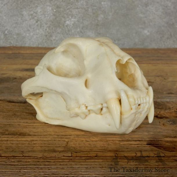 Mountain Lion Cougar Full Skull For Sale #17062 @ The Taxidermy Store