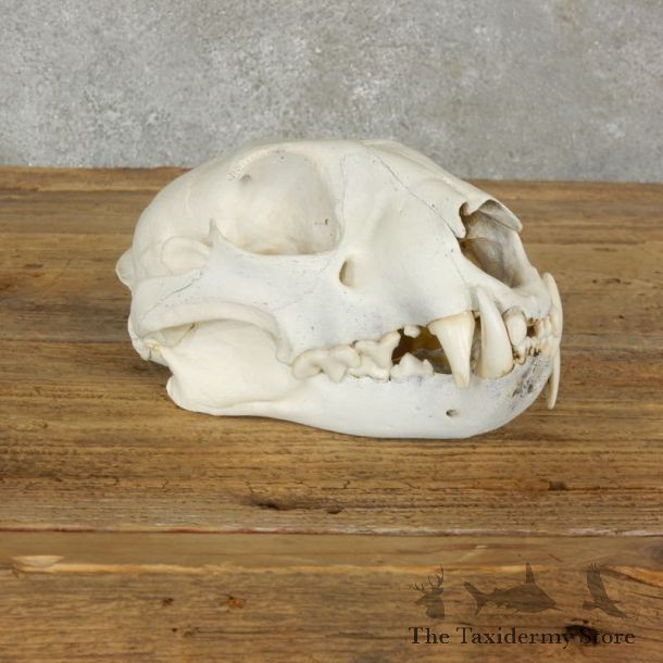 Mountain Lion Cougar Full Skull For Sale #17064 @ The Taxidermy Store