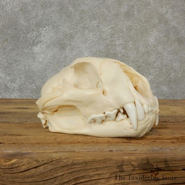 Mountain Lion Cougar Full Skull For Sale #17092 @ The Taxidermy Store