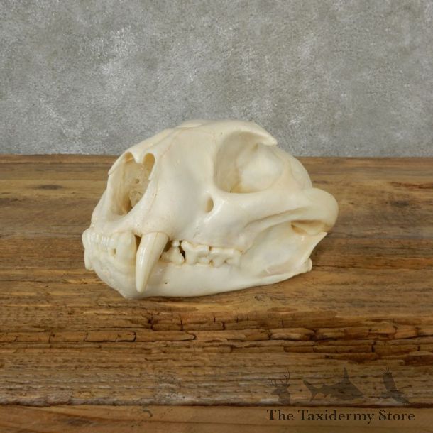 Mountain Lion Cougar Full Skull For Sale #17093 @ The Taxidermy Store