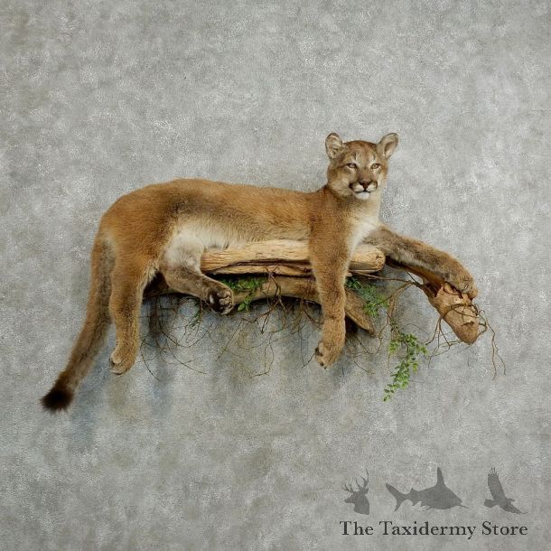 Mountain Lion Life-Size Mount For Sale #17034 @ The Taxidermy Store