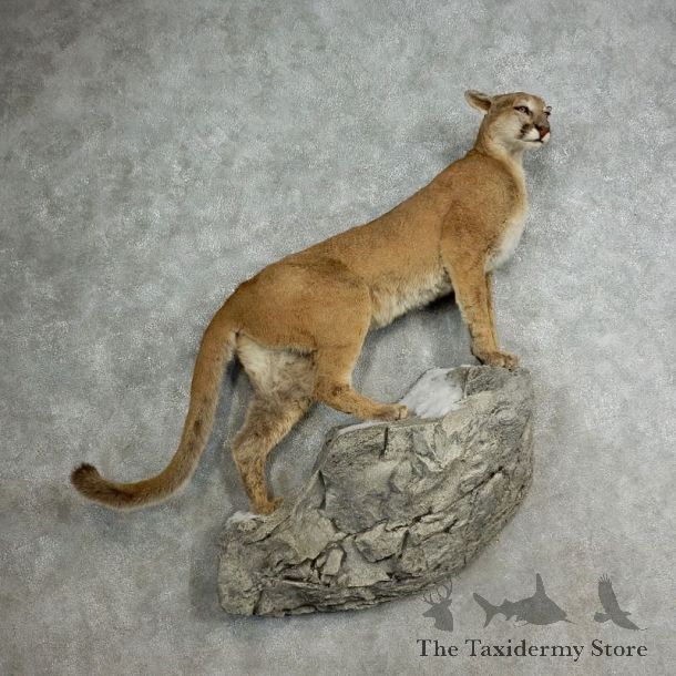 Mountain Lion Life-Size Mount For Sale #17113 @ The Taxidermy Store