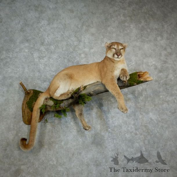 Mountain Lion Life Size Mount For Sale #17126 For Sale @ The Taxidermy Store
