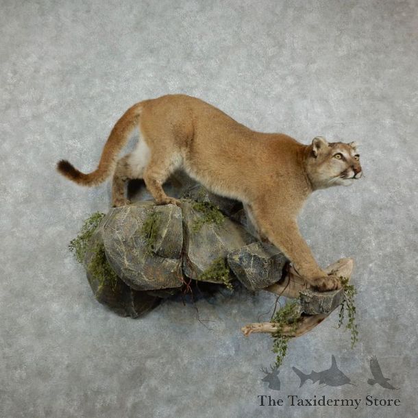 Mountain Lion Life-Size Mount For Sale #17161 @ The Taxidermy Store