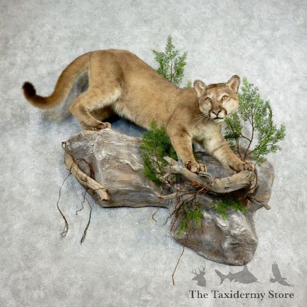 Mountain Lion Life-Size Mount For Sale #17807 @ The Taxidermy Store