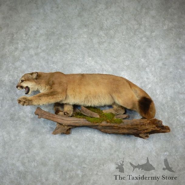 Mountain Lion Taxidermy Mount #17917 For Sale @ The Taxidermy Store