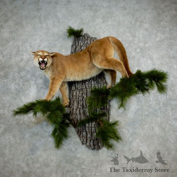 Mountain Lion Life Size Mount For Sale #18104 For Sale @ The Taxidermy Store