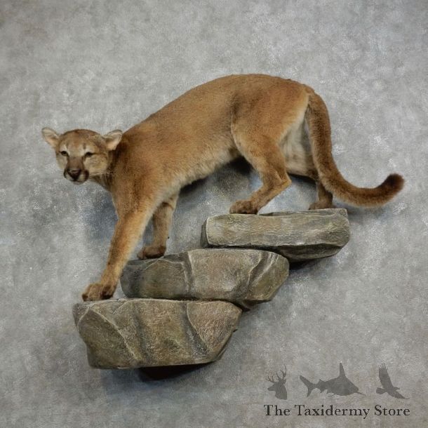 Mountain Lion Life-Size Mount For Sale #18221 @ The Taxidermy Store
