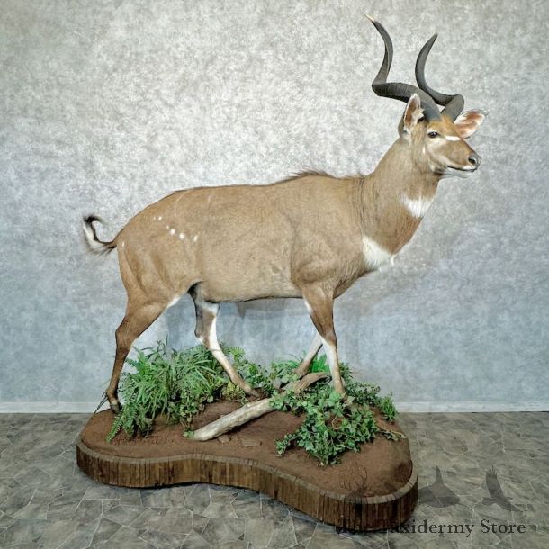 Mountain Nyala Taxidermy Shoulder Mount #22920 For Sale @ The Taxidermy Store