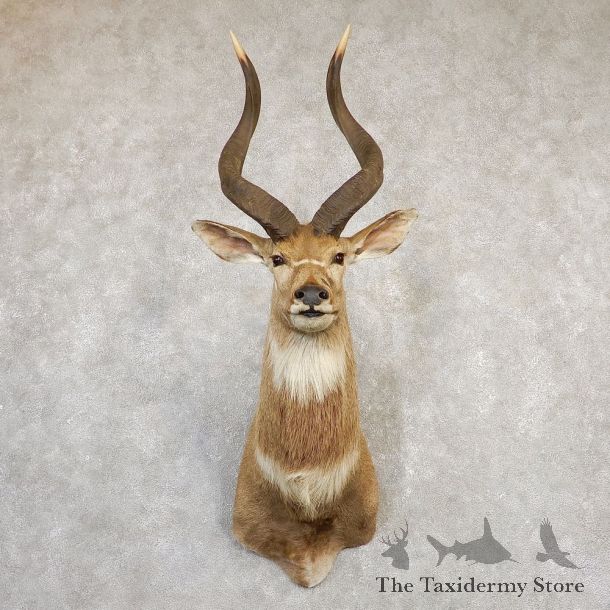 Mountain Nyala Taxidermy Shoulder Mount #20269 For Sale @ The Taxidermy Store