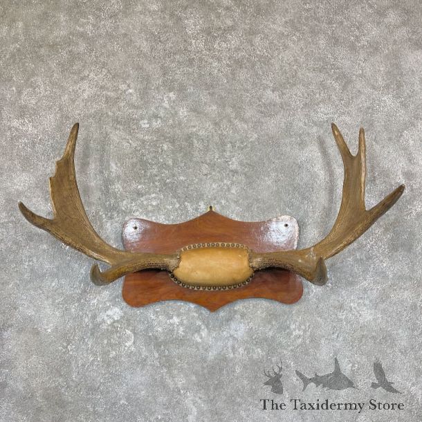 Mouse Antler Plaque For Sale #26689 @ The Taxidermy Store