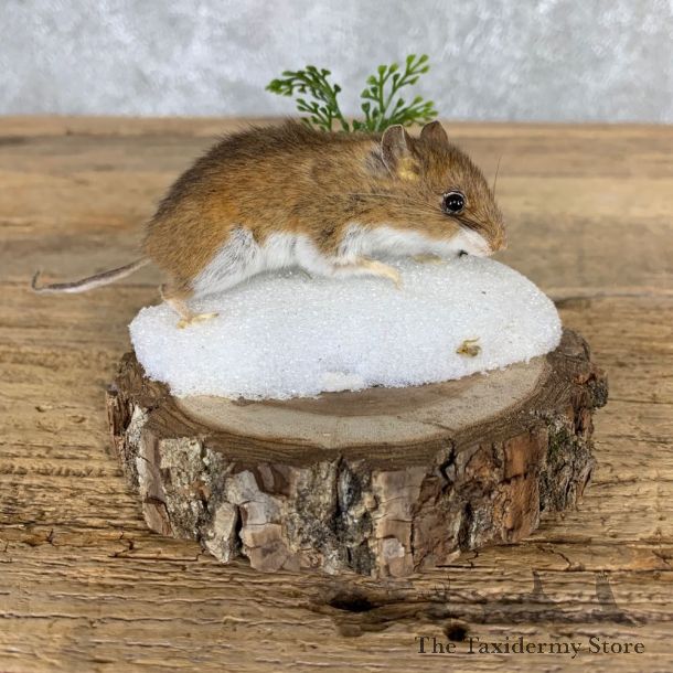 Mouse Life-Size Mount For Sale #21558 @ The Taxidermy Store