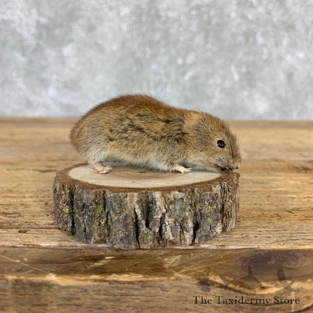 Mouse Life-Size Mount For Sale #21559 @ The Taxidermy Store