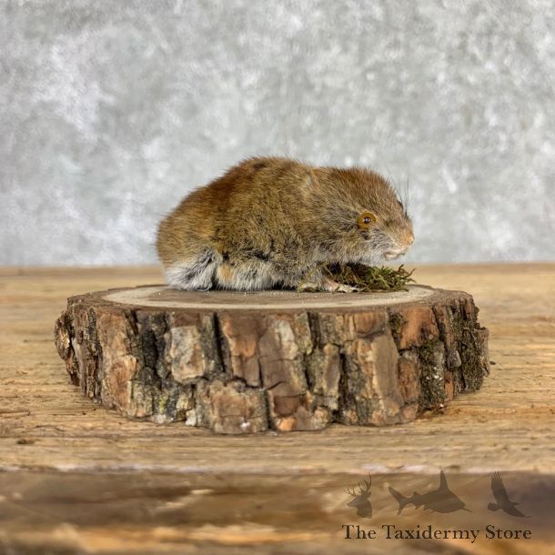 Mouse Life-Size Mount For Sale #21561 @ The Taxidermy Store