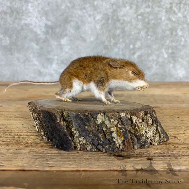 Mouse Life-Size Mount For Sale #21562 @ The Taxidermy Store