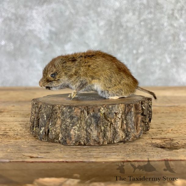Mouse Life-Size Mount For Sale #21563 @ The Taxidermy Store