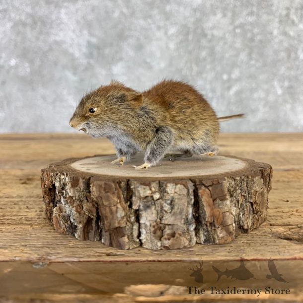 Mouse Life-Size Mount For Sale #21565 @ The Taxidermy Store
