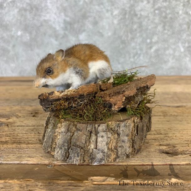 Mouse Life-Size Mount For Sale #21567 @ The Taxidermy Store