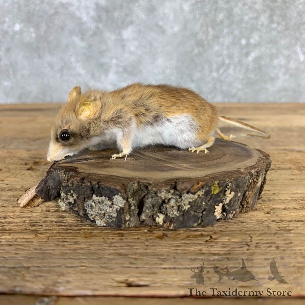 Mouse Life-Size Mount For Sale #21568 @ The Taxidermy Store