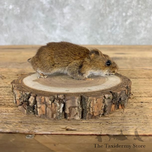Mouse Life-Size Mount For Sale #21569 @ The Taxidermy Store