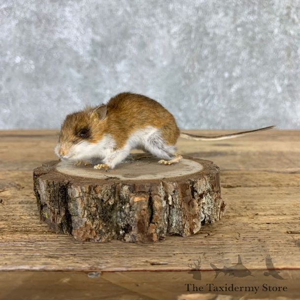Mouse Life-Size Mount For Sale #21570 @ The Taxidermy Store