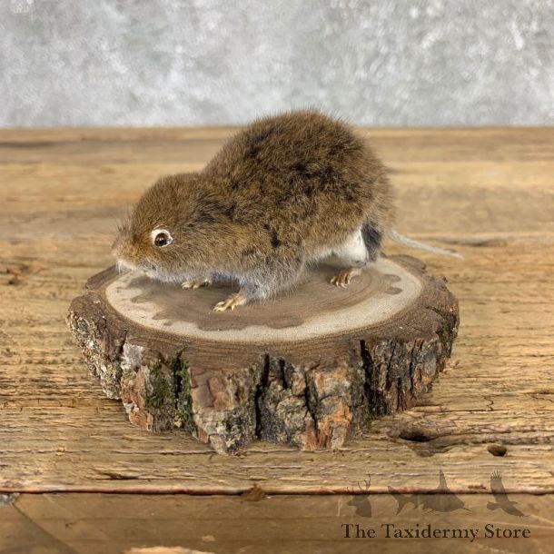 Mouse Life-Size Mount For Sale #21571 @ The Taxidermy Store