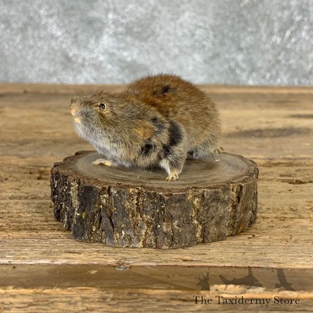 Mouse Life-Size Mount For Sale #21572 @ The Taxidermy Store