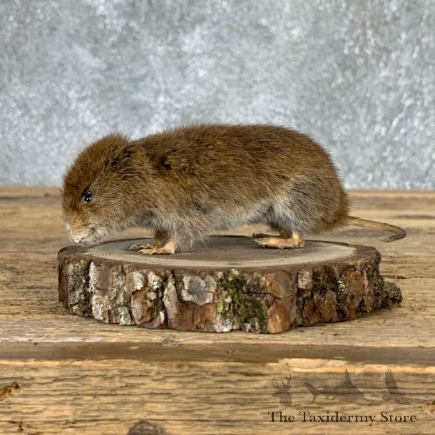 Mouse Life-Size Mount For Sale #21573 @ The Taxidermy Store