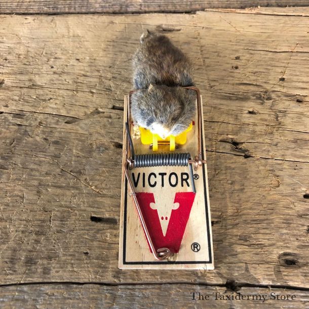 Mouse Trap Novelty Mount For Sale #19866 @ The Taxidermy Store