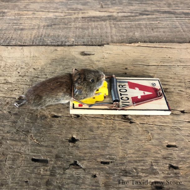 Mouse Trap Novelty Mount For Sale #19867 @ The Taxidermy Store