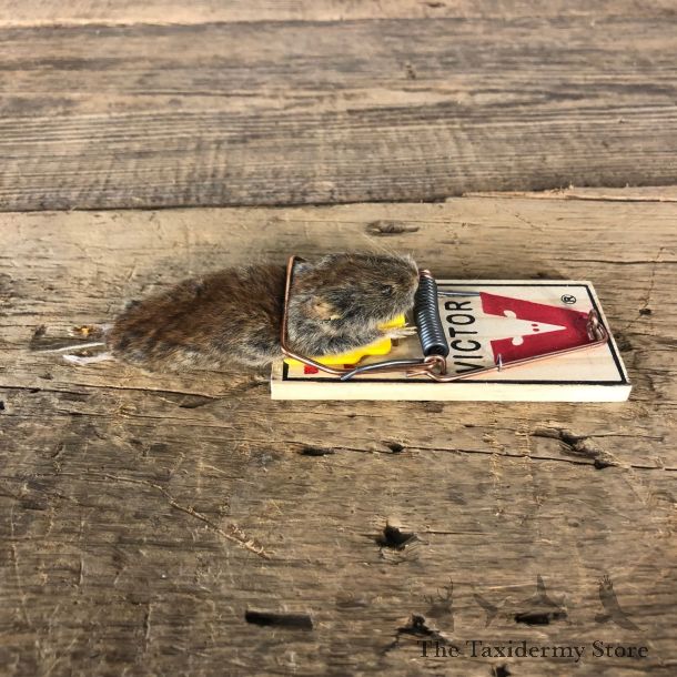 Mouse Trap Novelty Mount For Sale #19868 @ The Taxidermy Store