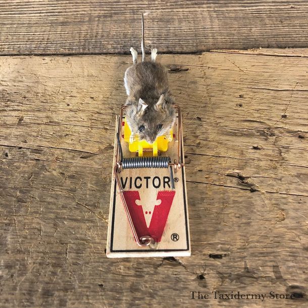 Mouse Trap Novelty Mount For Sale #19869 @ The Taxidermy Store