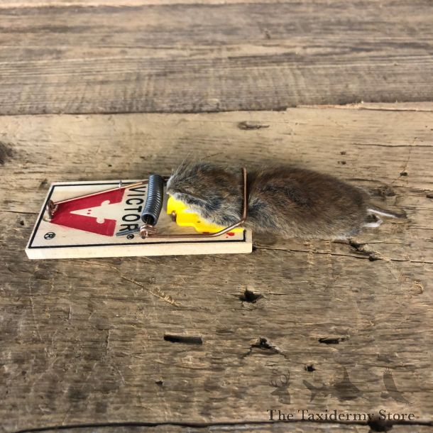 Mouse Trap Novelty Mount For Sale #19870 @ The Taxidermy Store
