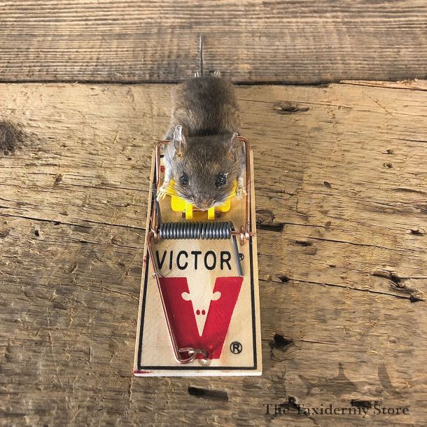 Mouse Trap Novelty Mount For Sale #19871 @ The Taxidermy Store