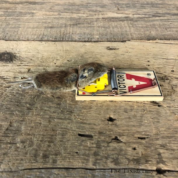 Mouse Trap Novelty Mount For Sale #19873 @ The Taxidermy Store