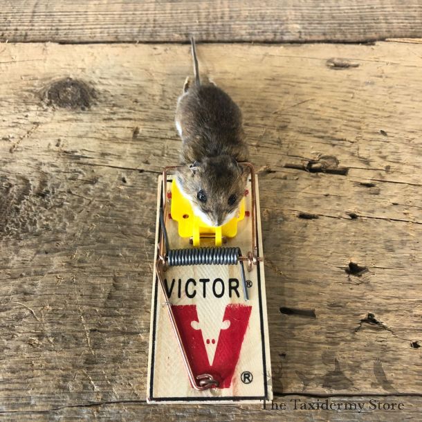 Mouse Trap Novelty Mount For Sale #19888 @ The Taxidermy Store